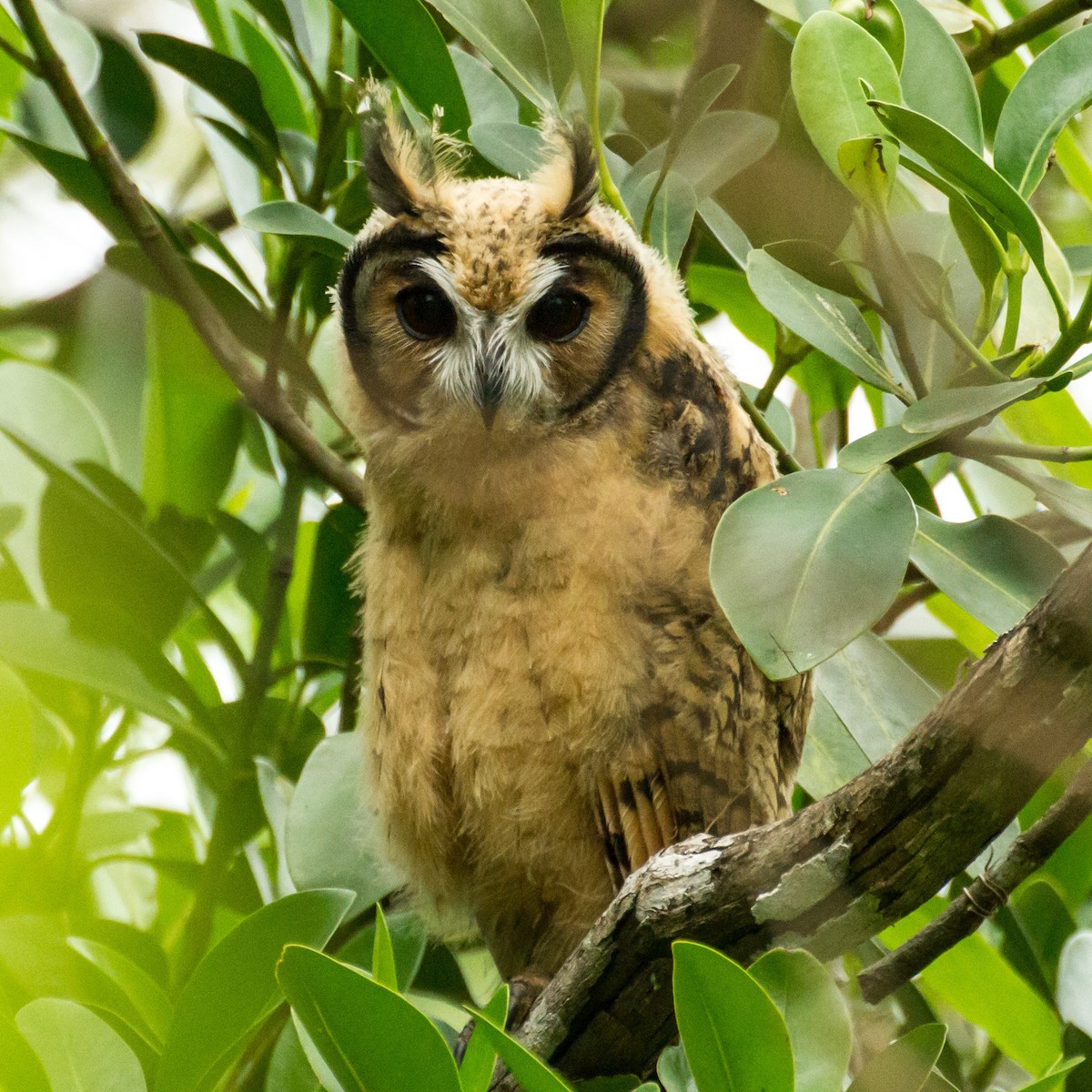 kalous proužkovaný - ML645999134