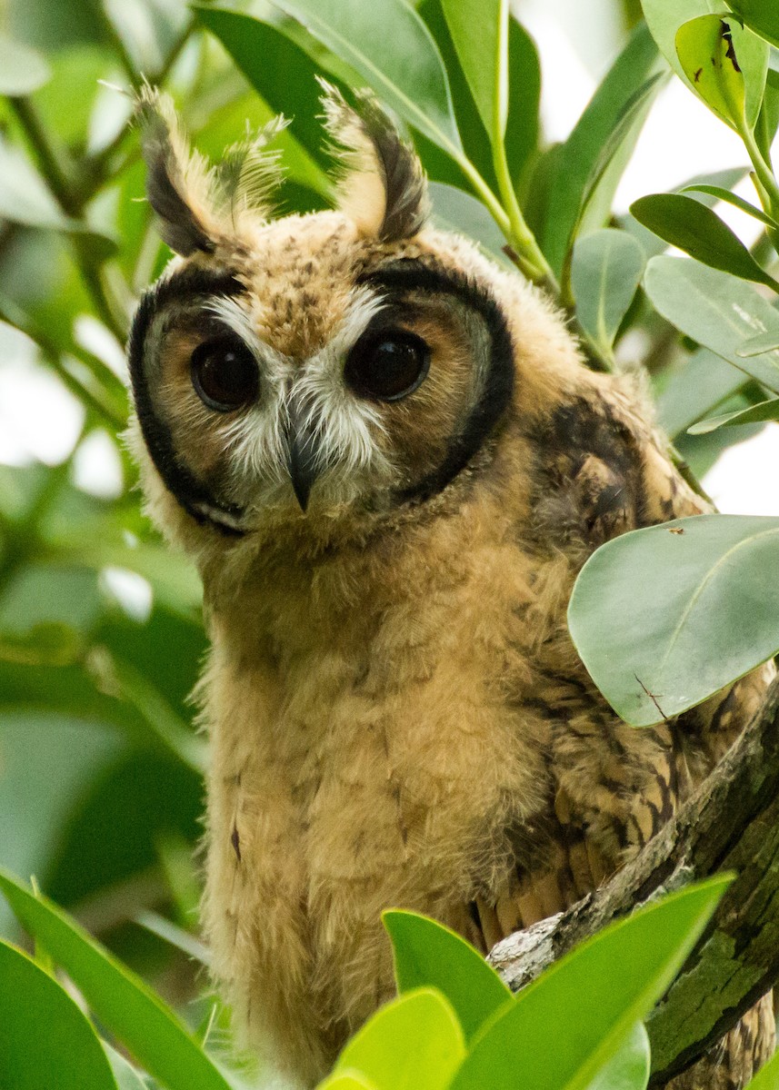 kalous proužkovaný - ML645999135