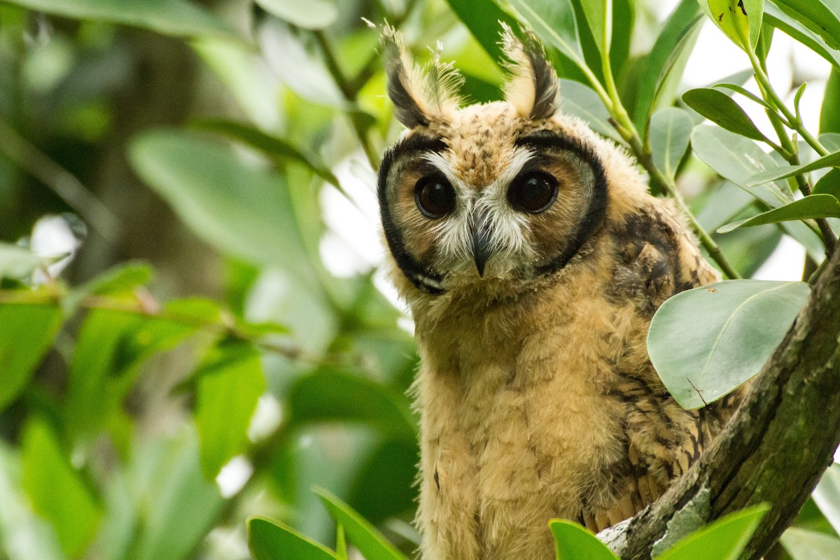 kalous proužkovaný - ML645999136