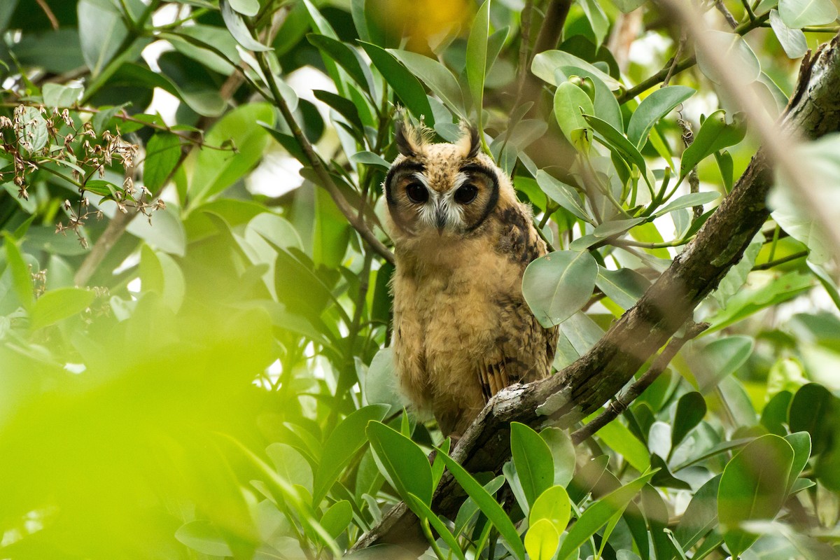 kalous proužkovaný - ML645999137