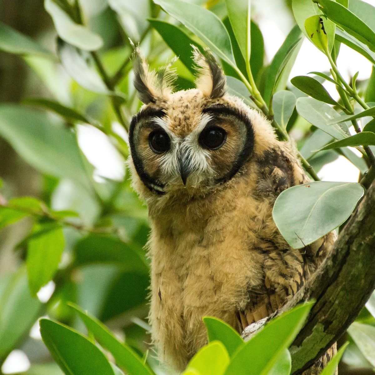 kalous proužkovaný - ML645999138