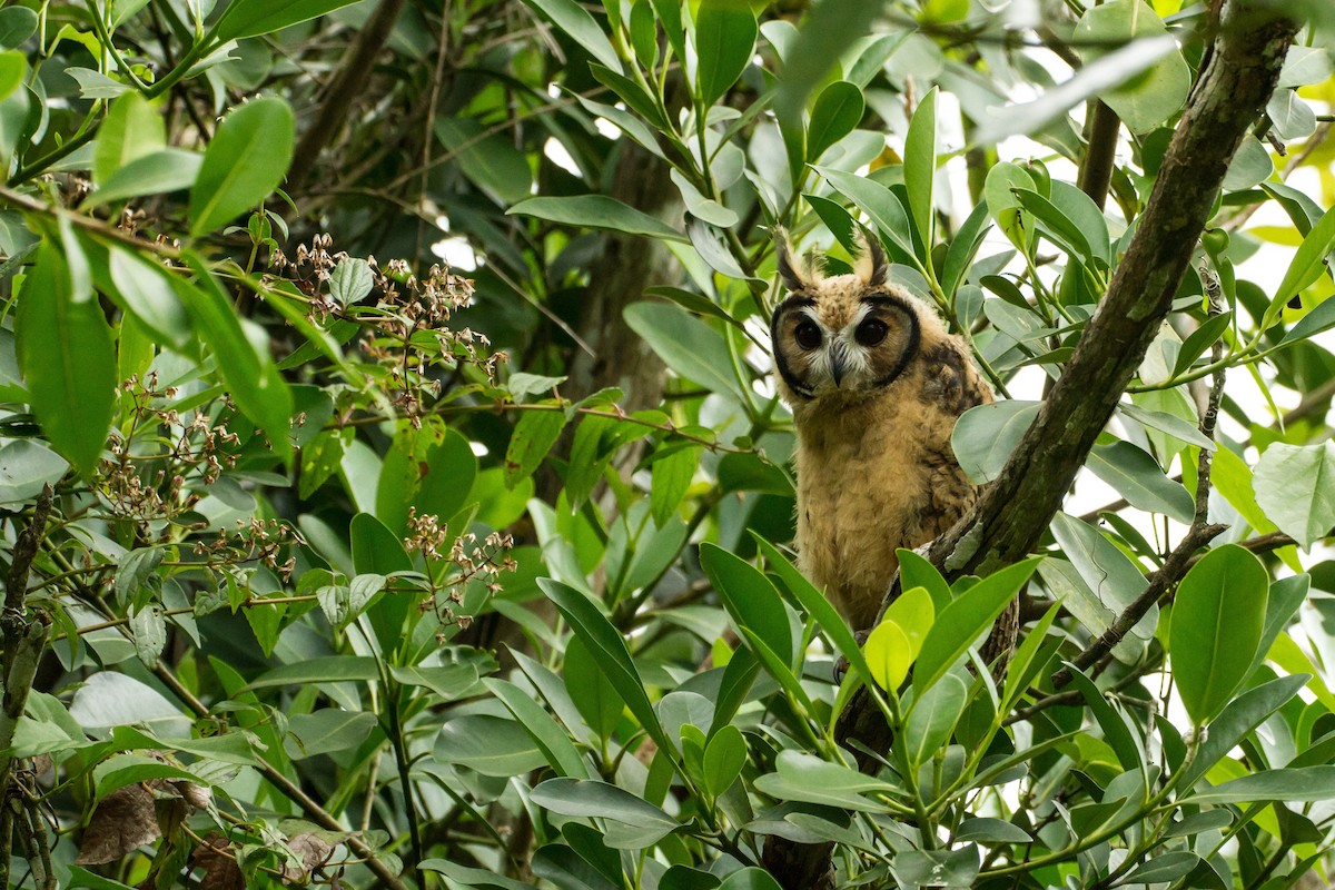kalous proužkovaný - ML645999139