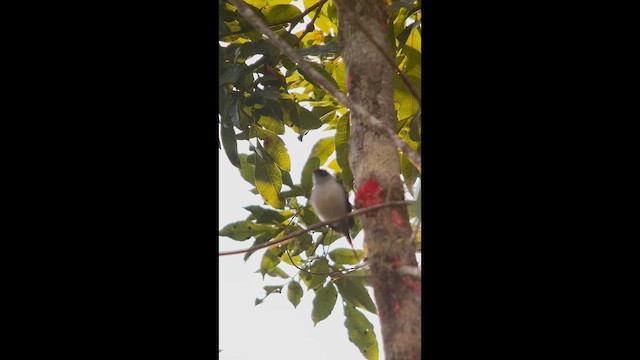 Pin-tailed Manakin - ML645999140