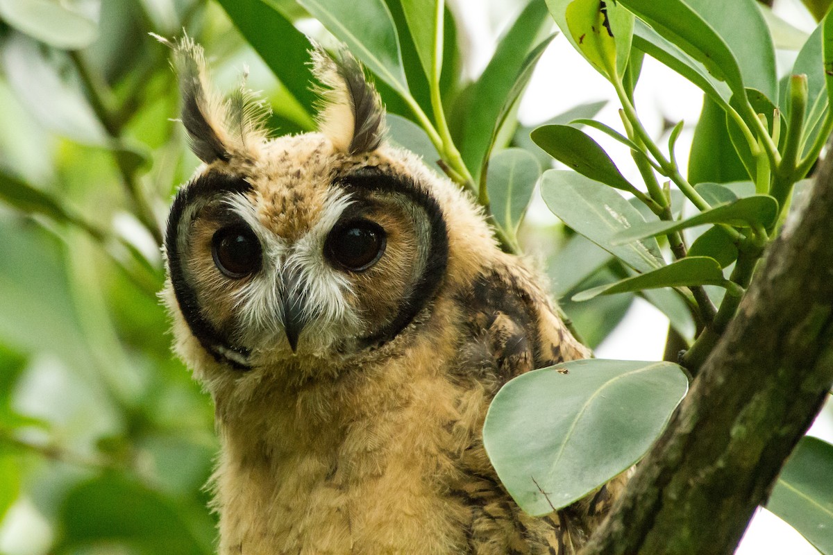 kalous proužkovaný - ML645999141