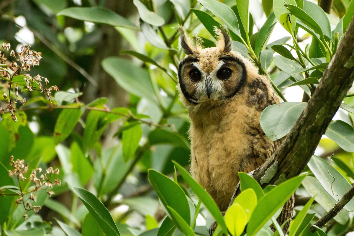 kalous proužkovaný - ML645999142