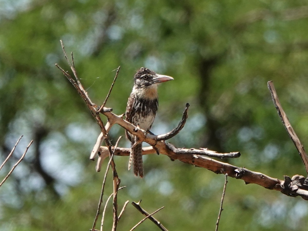 lenivka tečkovaná (ssp. striatipectus) - ML645999143
