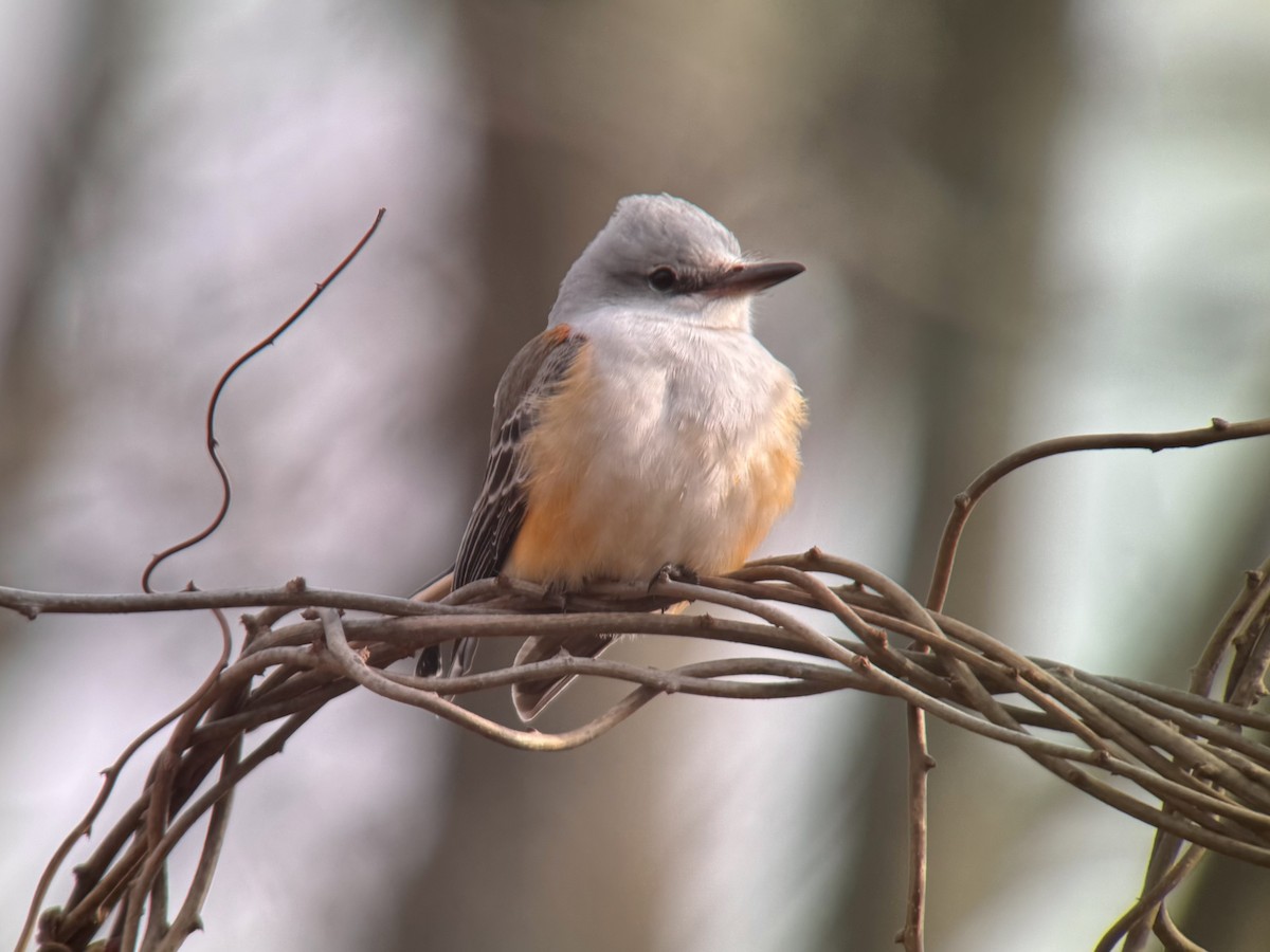 Scissor-tailed Flycatcher - ML645999144