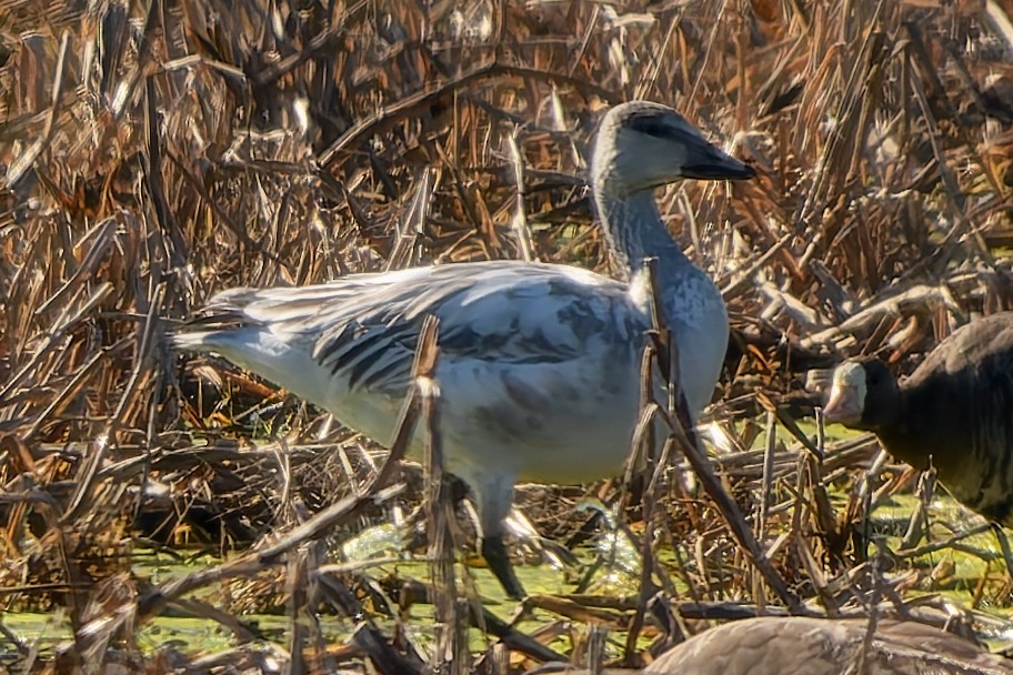 husa sněžní - ML645999145