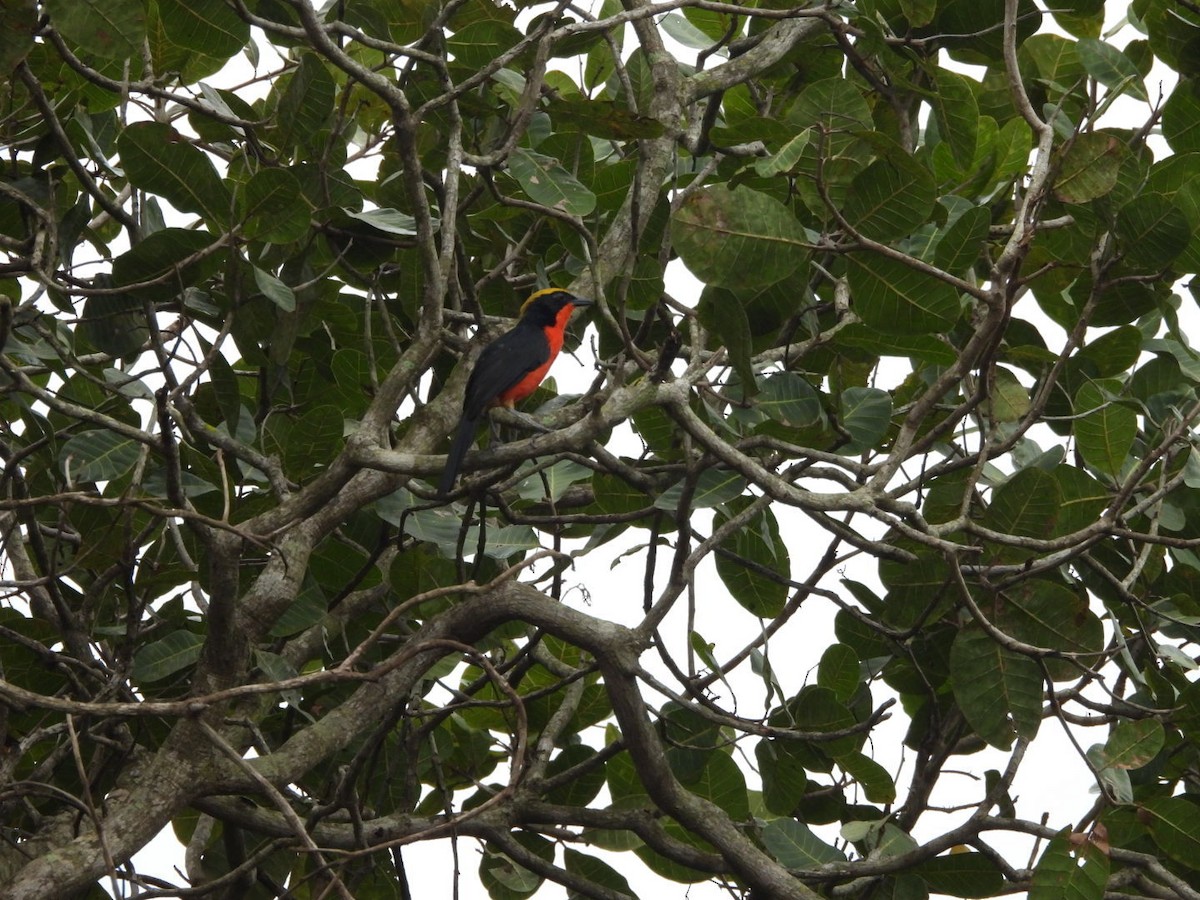 Yellow-crowned Gonolek - ML645999147