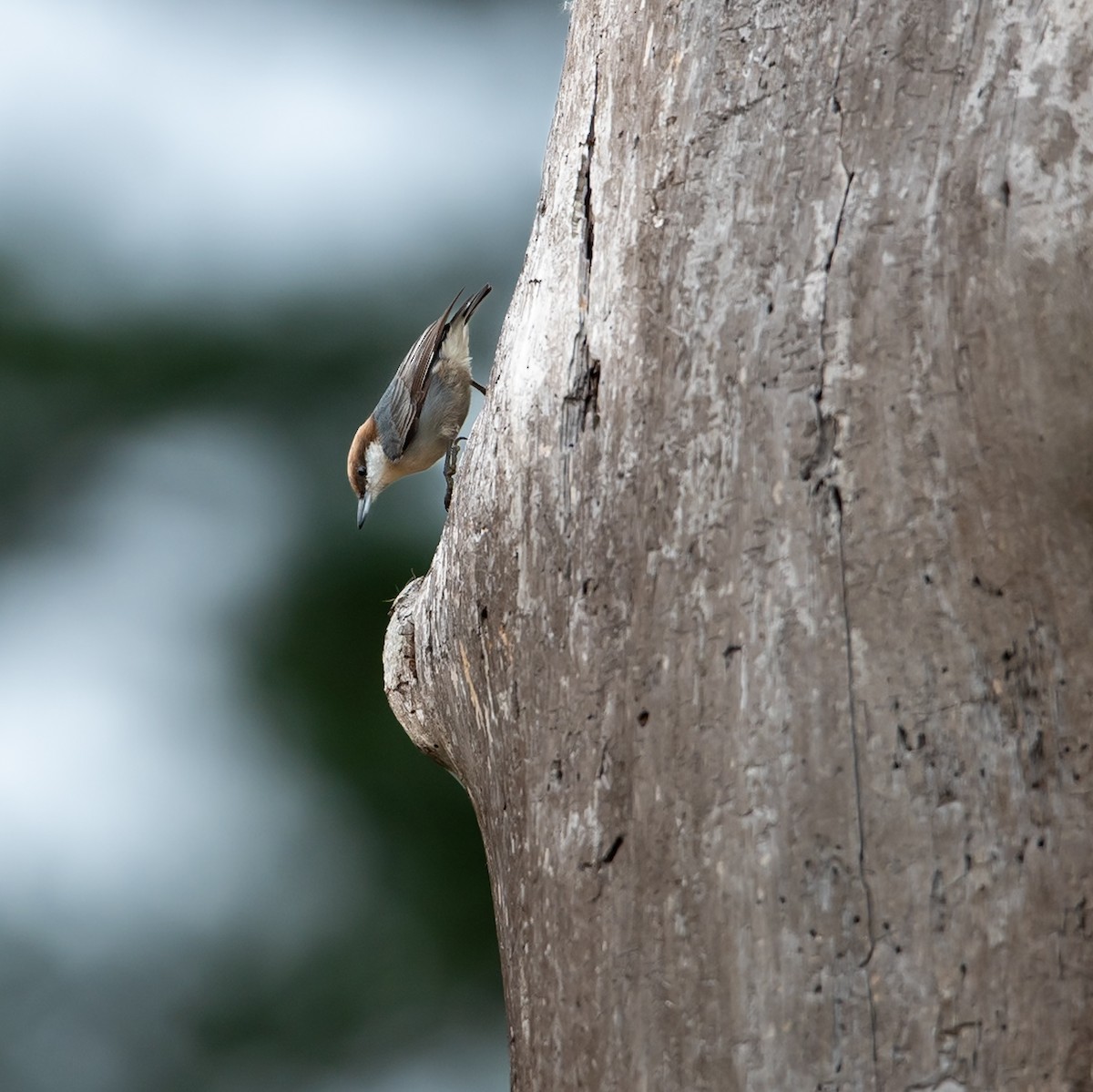 brhlík hnědohlavý - ML645999148