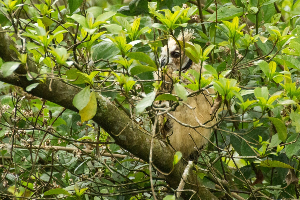 kalous proužkovaný - ML645999150