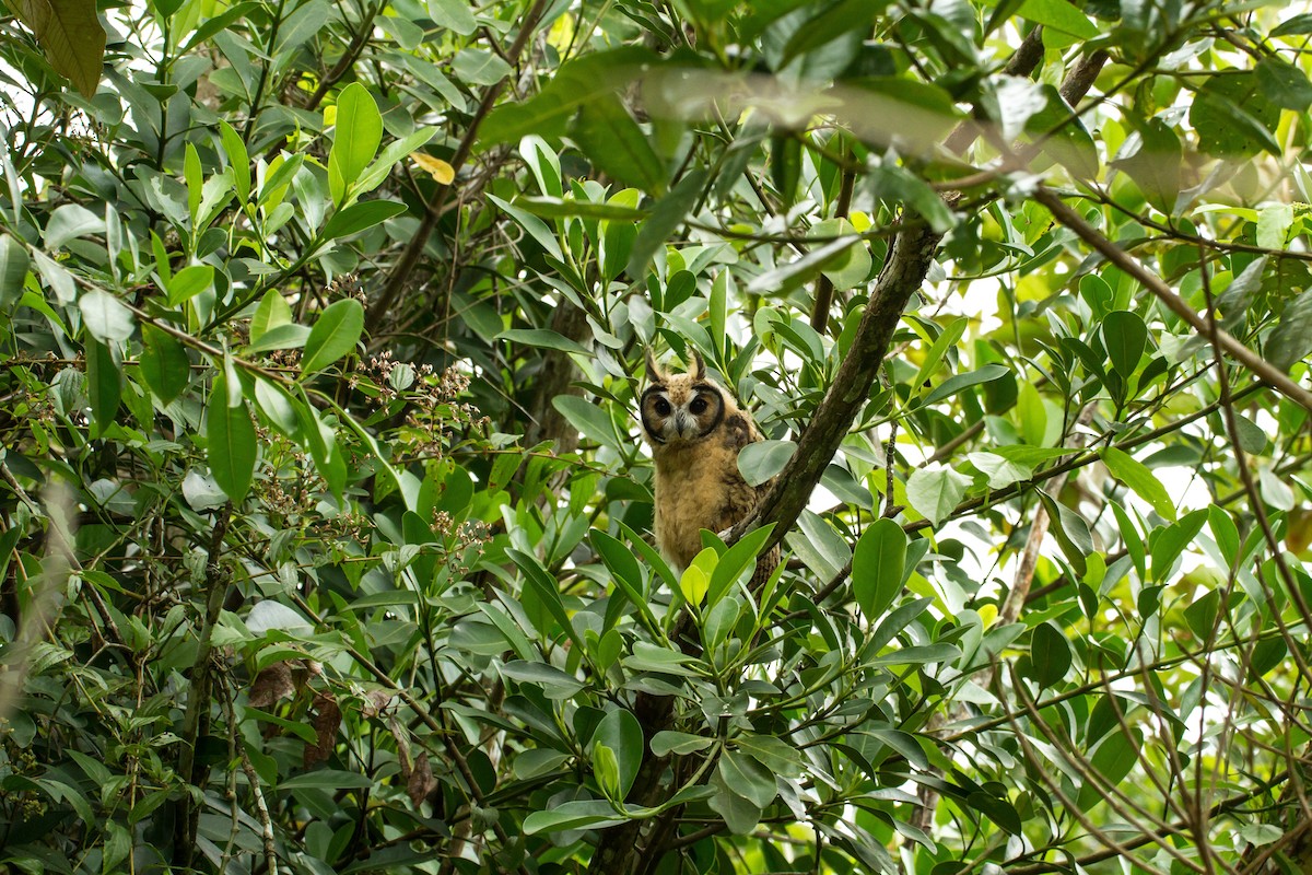 kalous proužkovaný - ML645999151