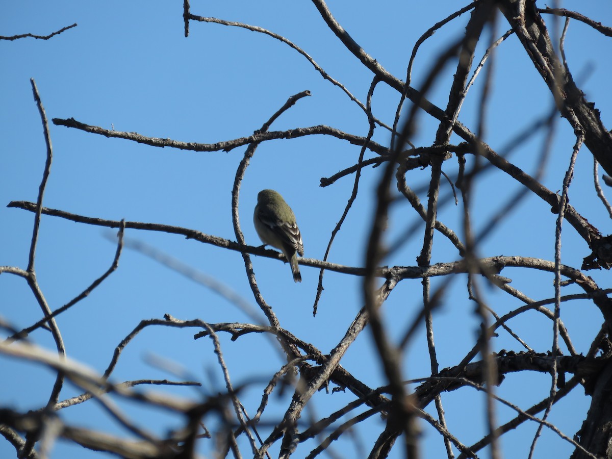 Lesser Goldfinch - ML645999152