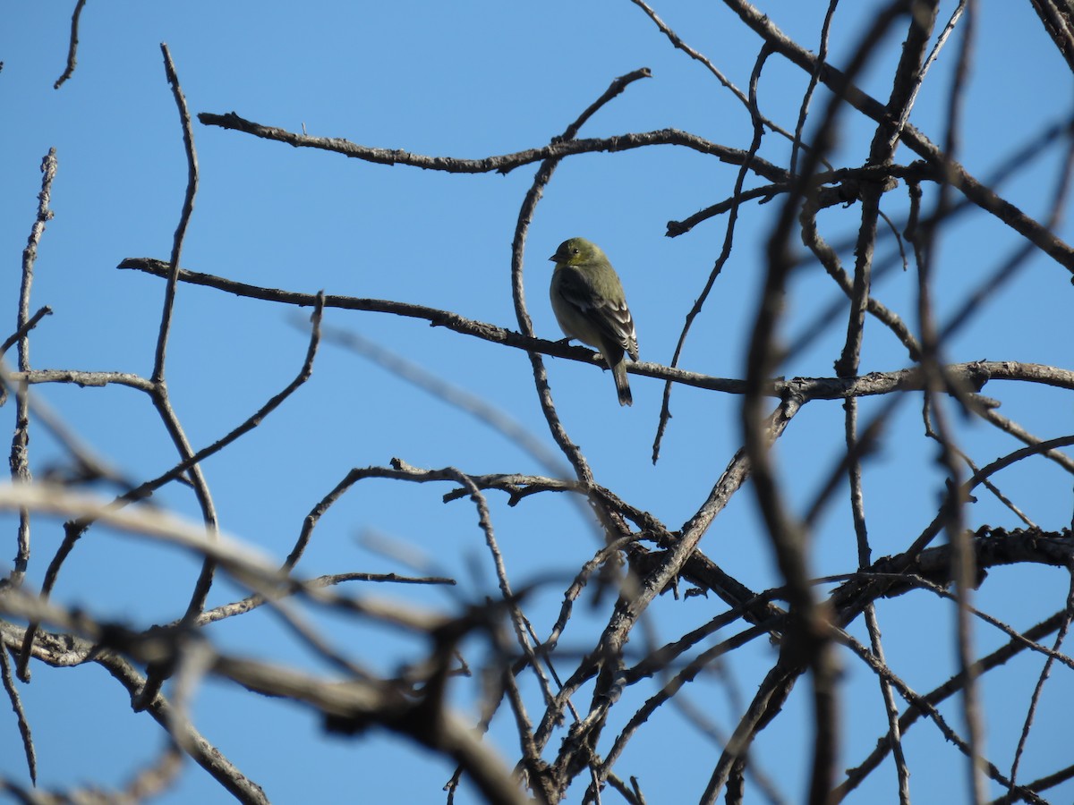 Lesser Goldfinch - ML645999153