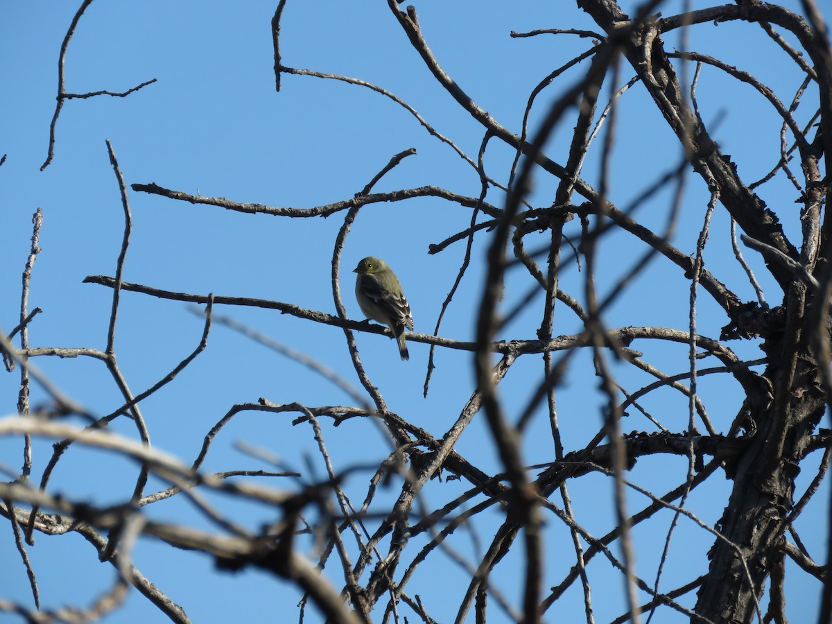 Lesser Goldfinch - ML645999154