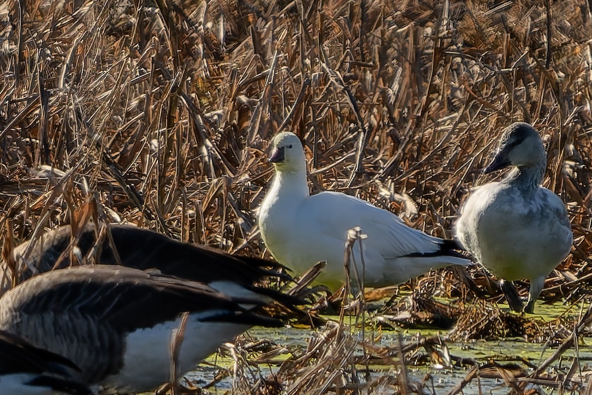 Ross's Goose - ML645999155