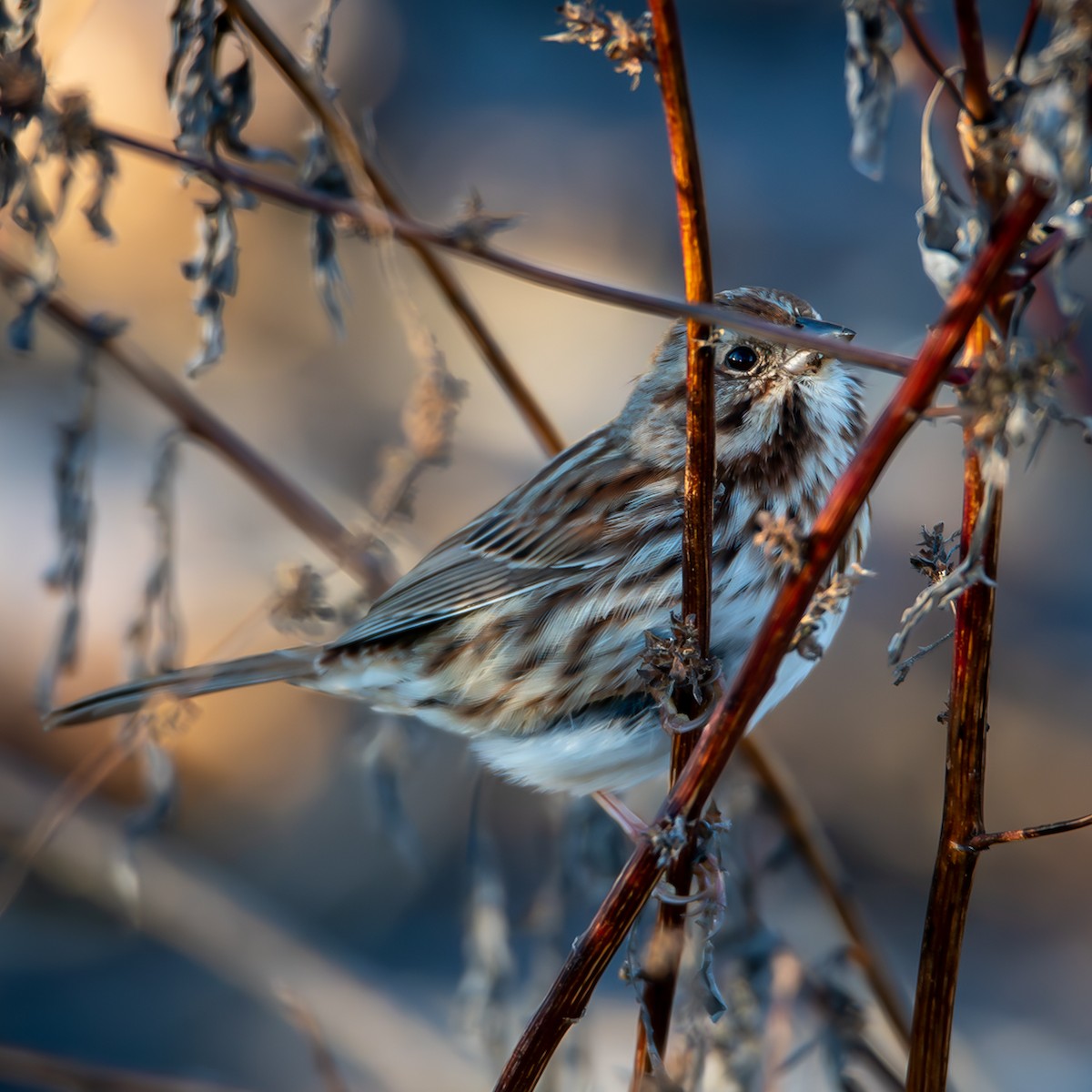 Song Sparrow - ML645999156