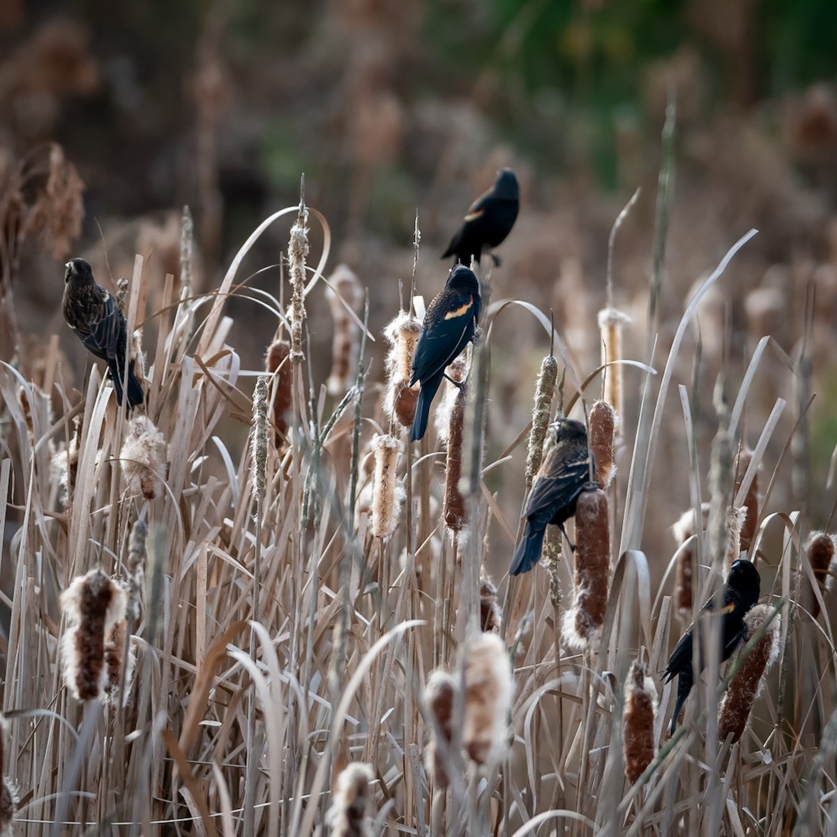Red-winged Blackbird - ML645999158