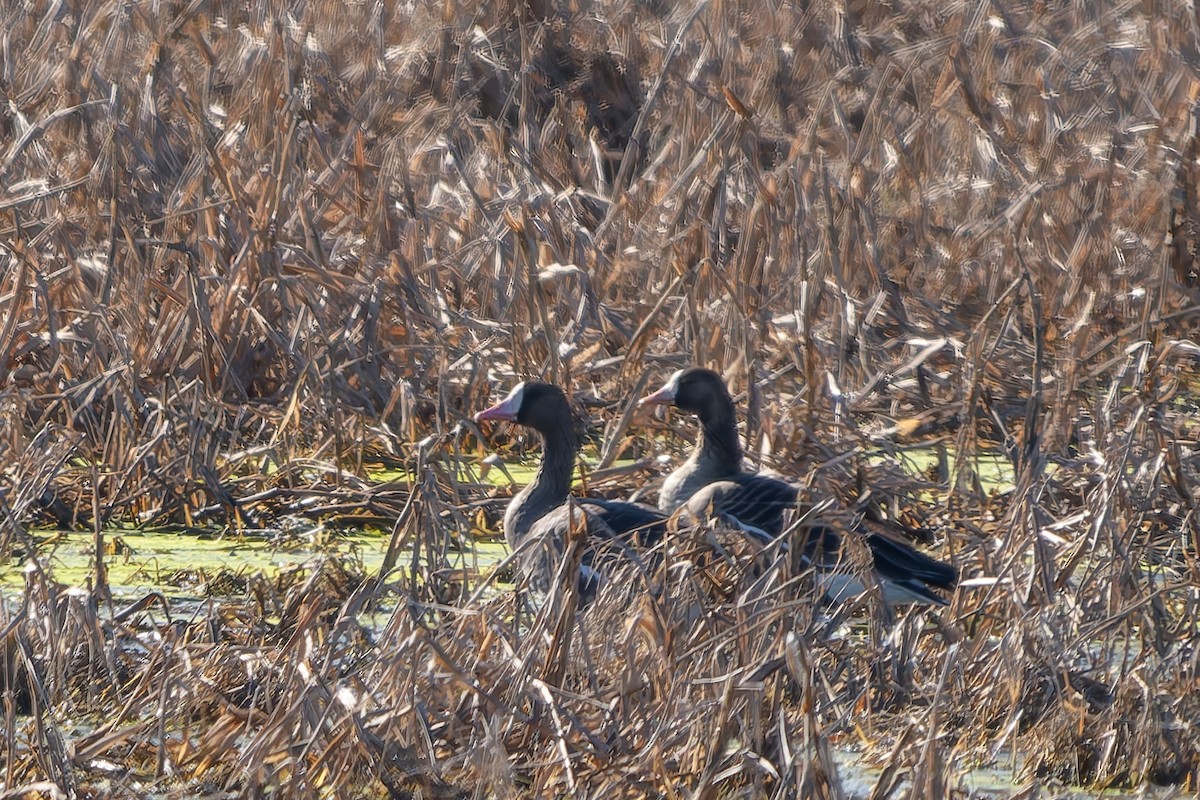Greater White-fronted Goose - ML645999159