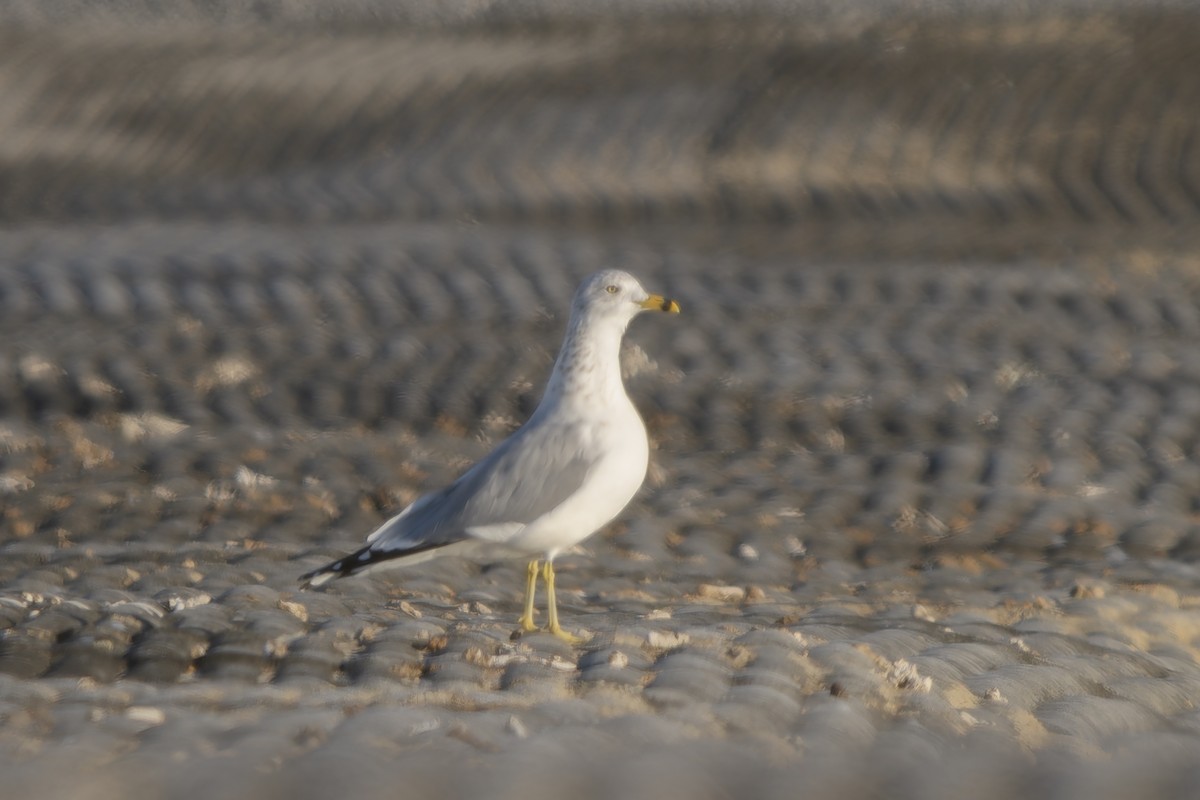 Ring-billed Gull - ML645999175
