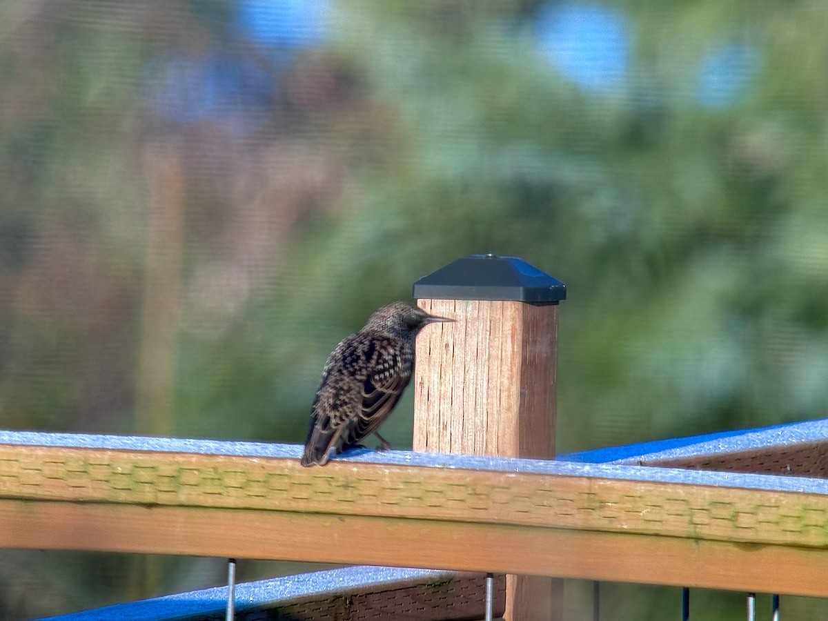 歐洲椋鳥 - ML645999176