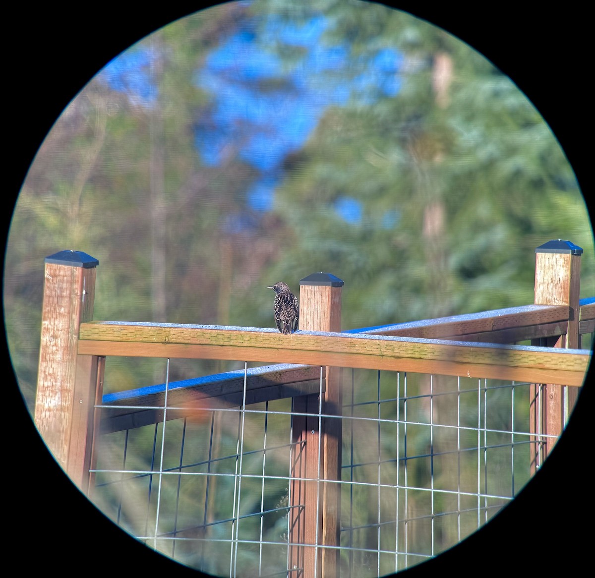 歐洲椋鳥 - ML645999177