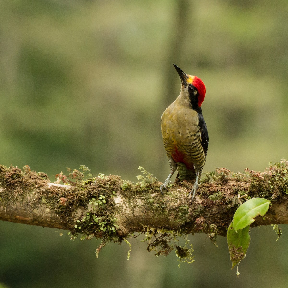 Black-cheeked Woodpecker - ML645999179