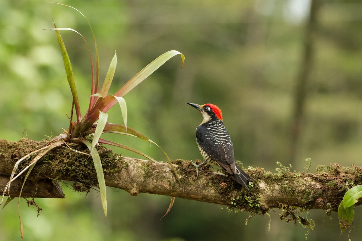 Black-cheeked Woodpecker - ML645999180
