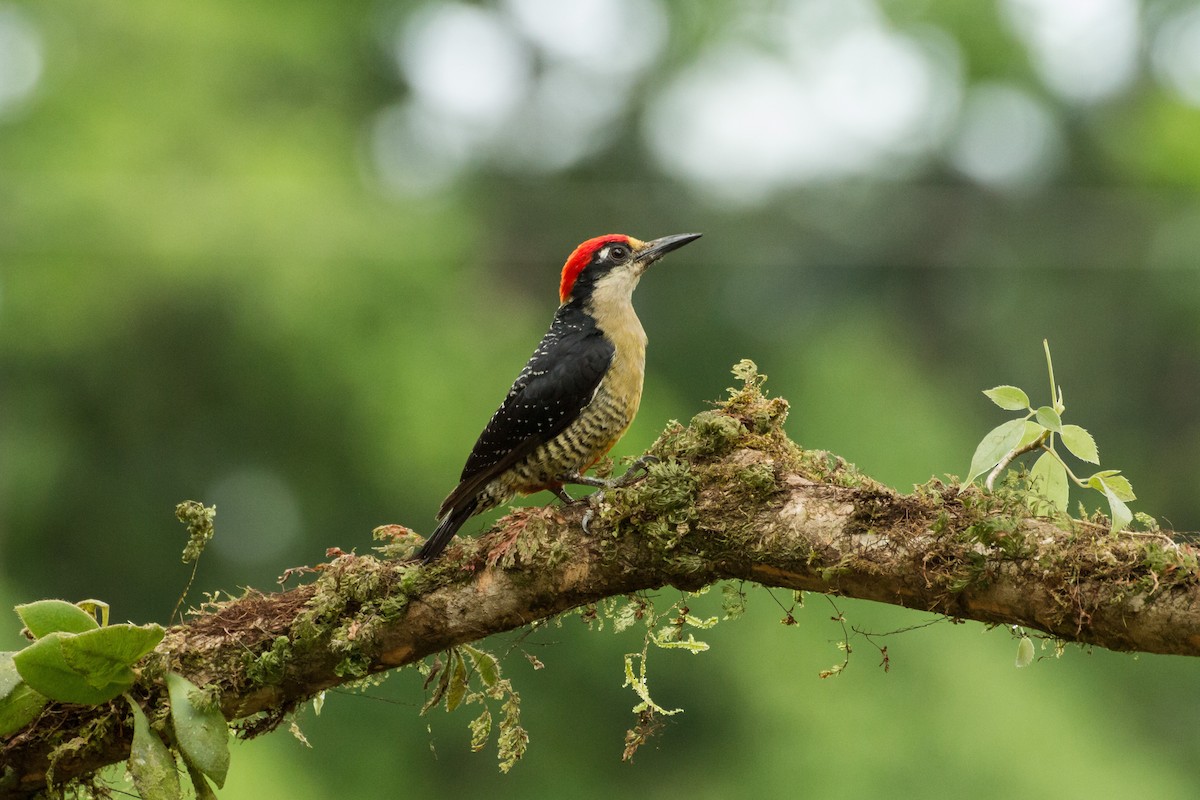 Black-cheeked Woodpecker - ML645999181