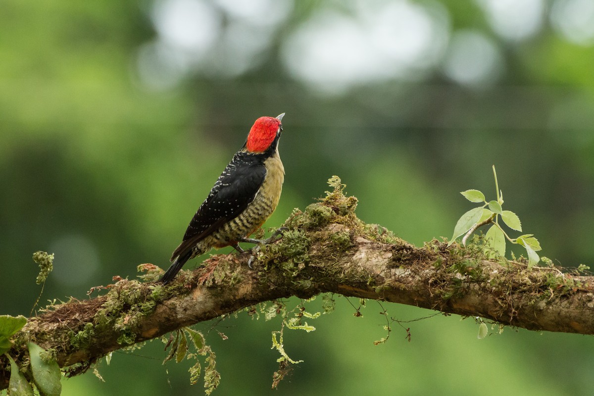 Black-cheeked Woodpecker - ML645999182