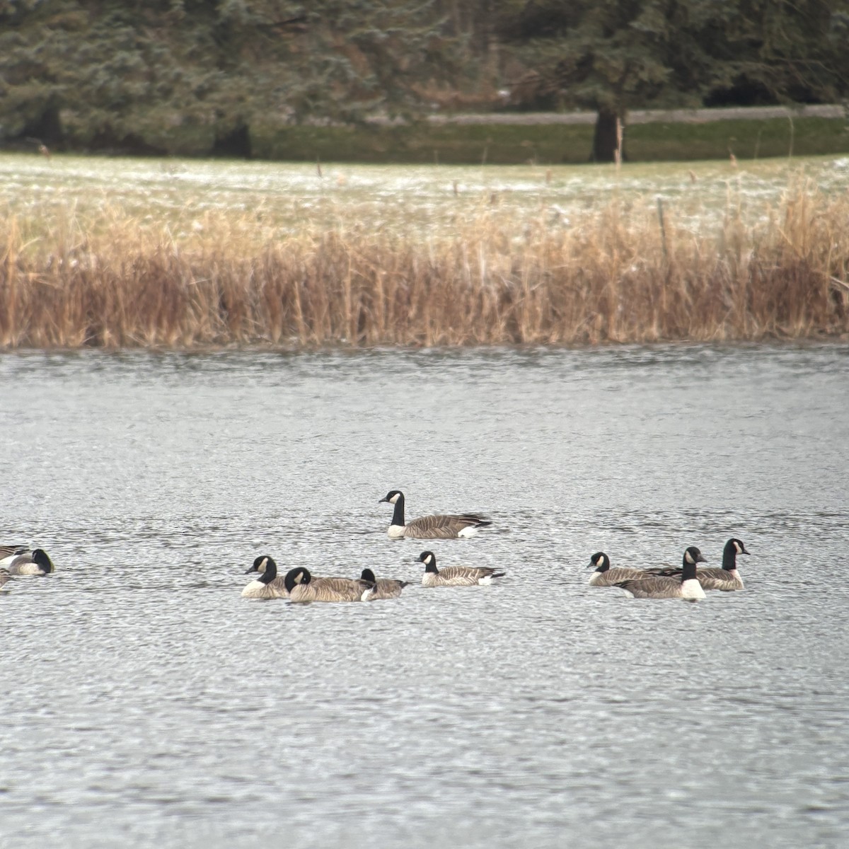 小加拿大雁 - ML645999183