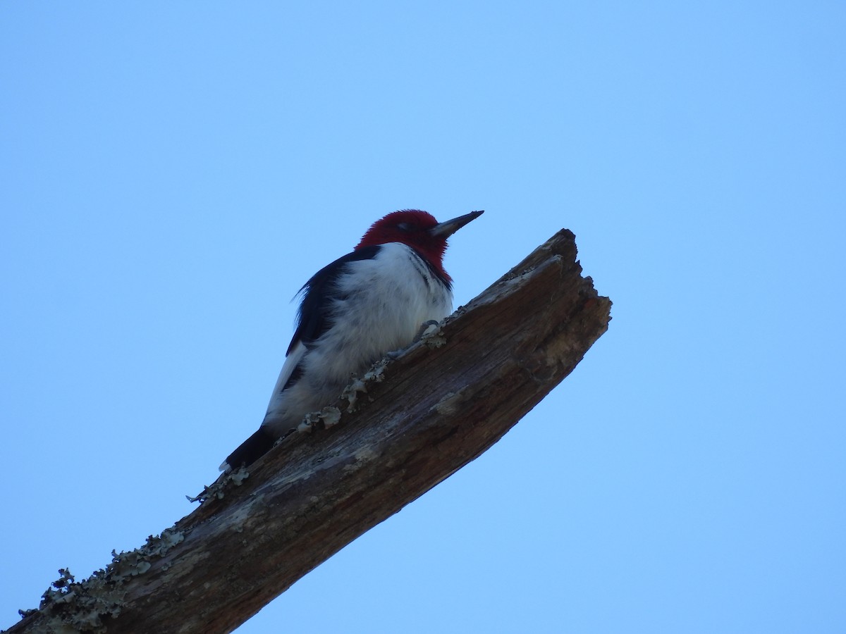 Red-headed Woodpecker - ML645999190