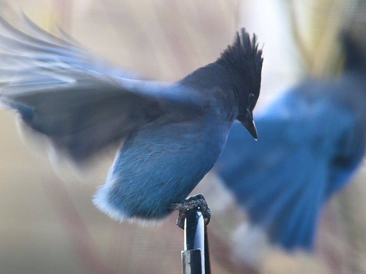 Steller's Jay - ML645999194