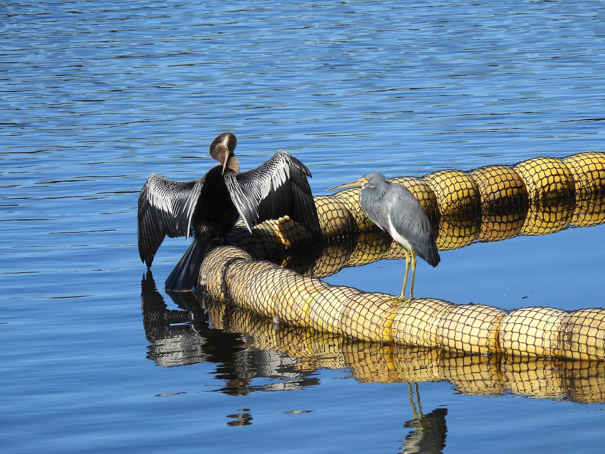 Anhinga - ML645999200