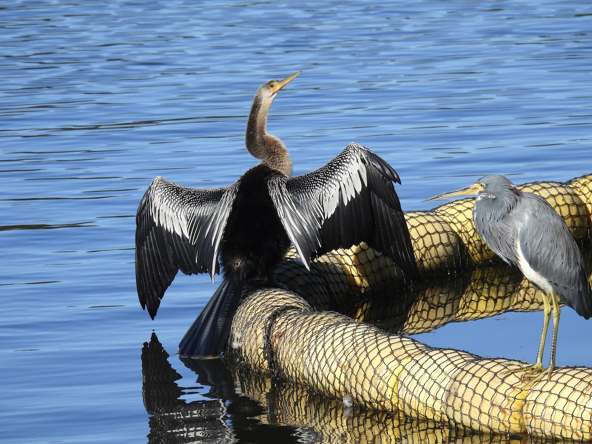 Anhinga - ML645999201