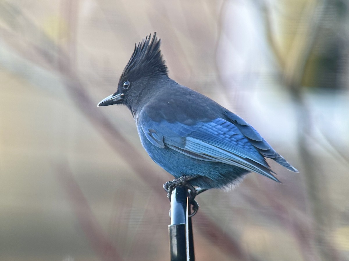 Steller's Jay - ML645999202