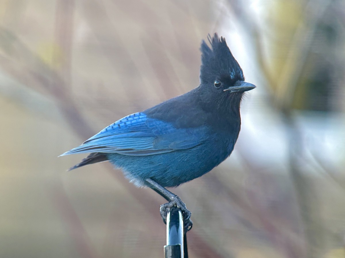 Steller's Jay - ML645999203