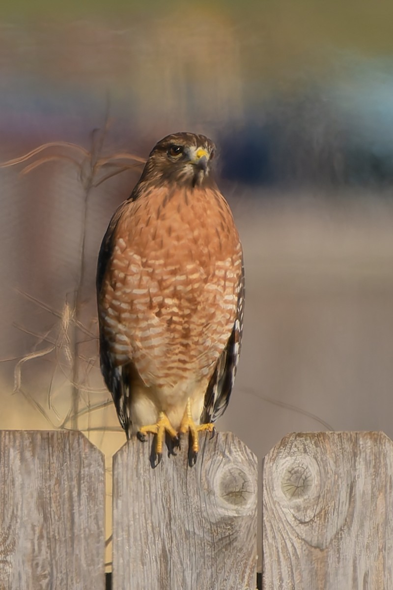 Red-shouldered Hawk - ML645999204