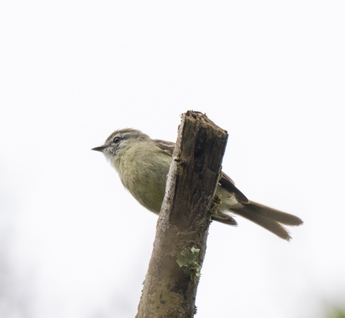Planalto Tyrannulet - ML645999205
