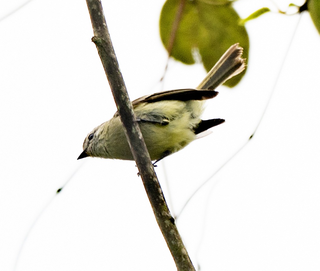 Planalto Tyrannulet - ML645999206