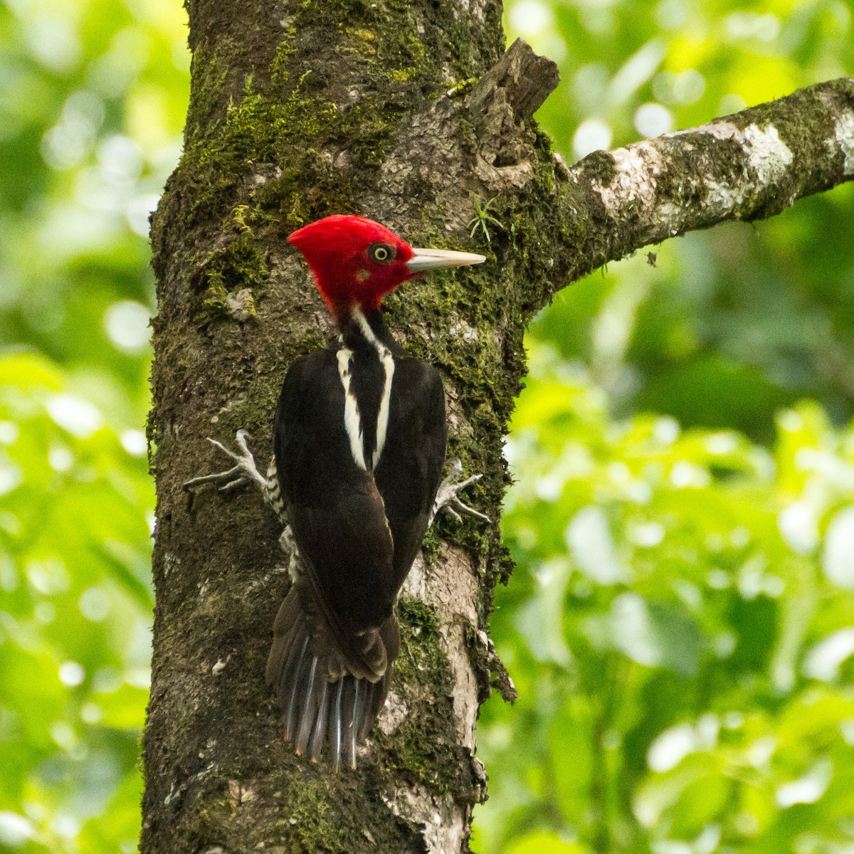 Pale-billed Woodpecker - ML645999208