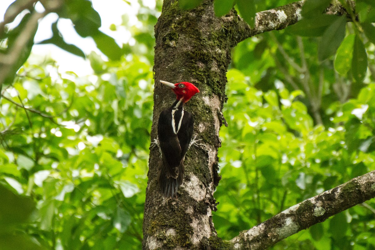 Pale-billed Woodpecker - ML645999209