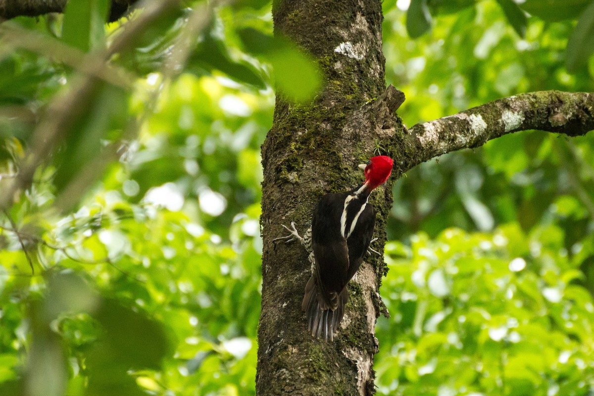 Pale-billed Woodpecker - ML645999210
