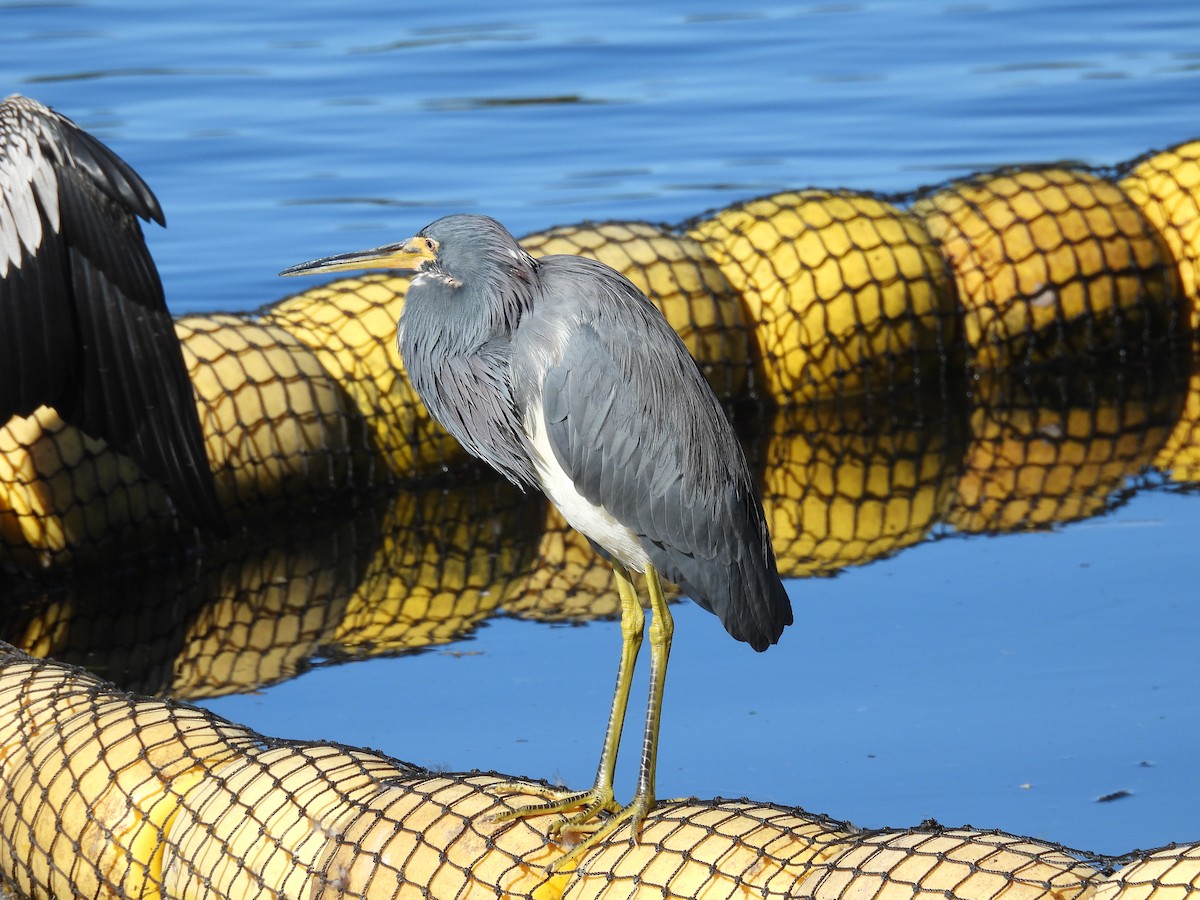 Tricolored Heron - ML645999215