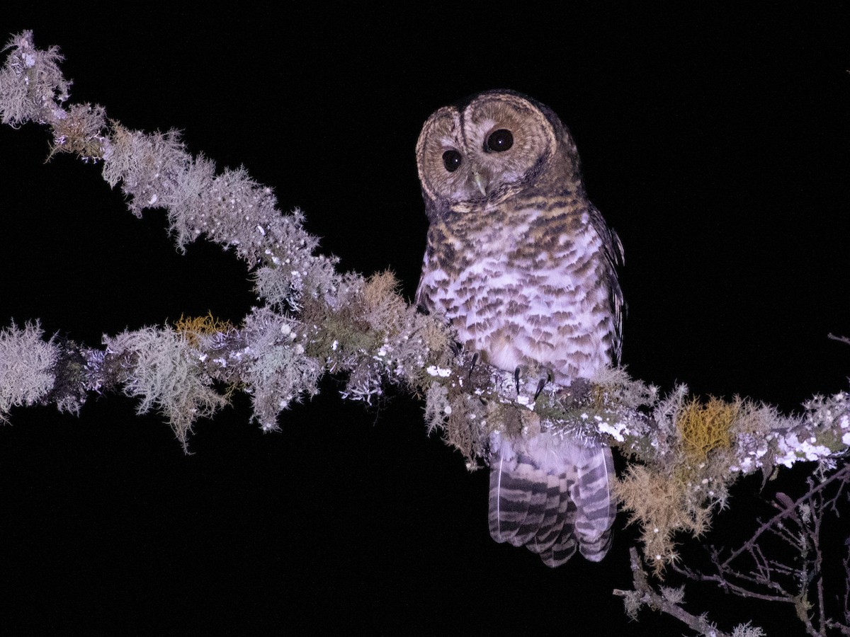 Rusty-barred Owl - ML645999216