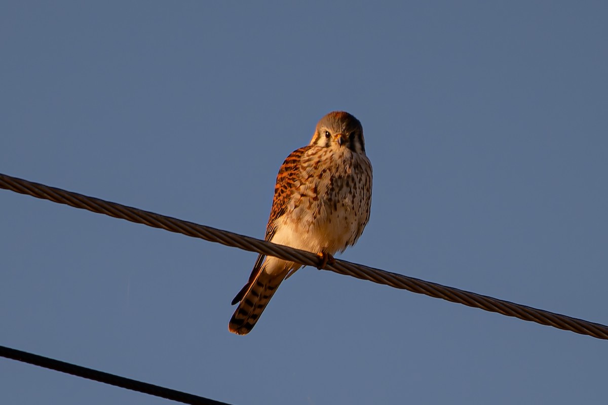 American Kestrel - ML645999218