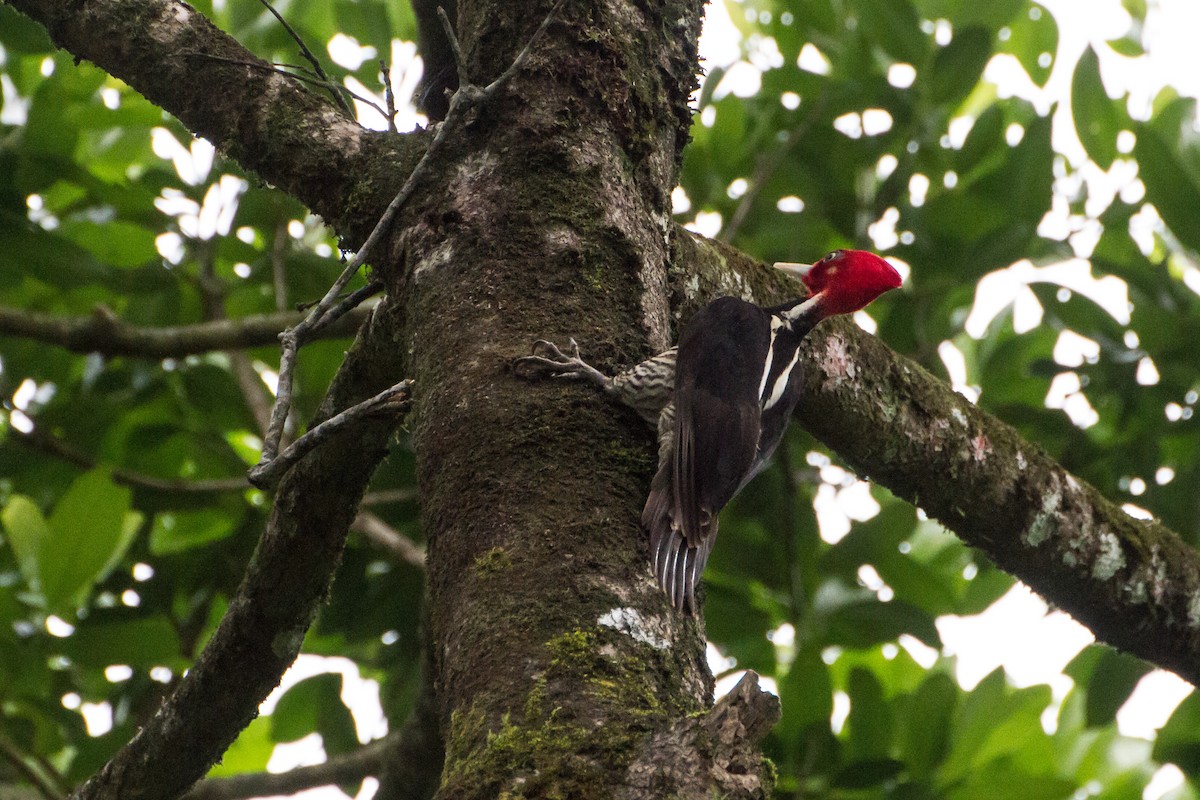 Pale-billed Woodpecker - ML645999219