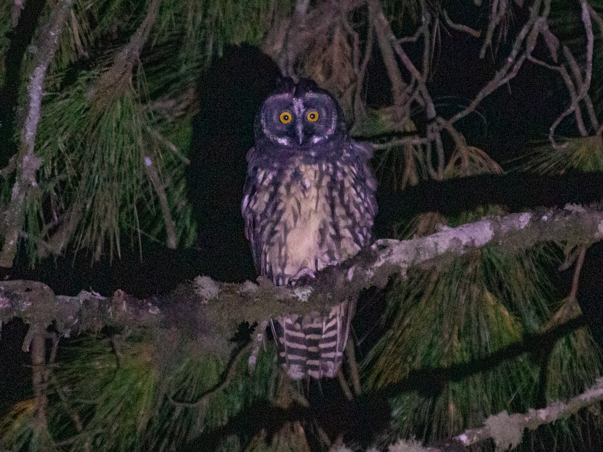 Stygian Owl - ML645999221