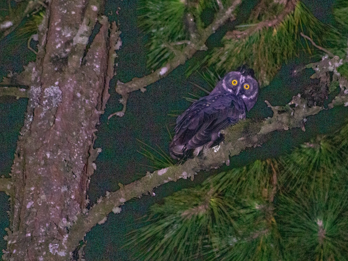 Stygian Owl - ML645999222