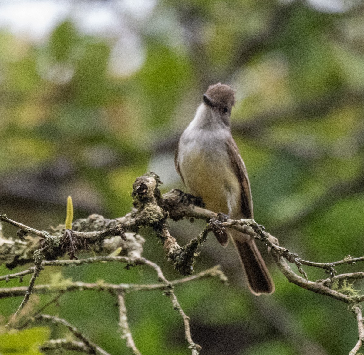 Brown-crested Flycatcher - ML645999224